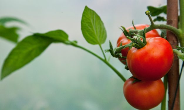 Tomaatteja ja kurkkuja kasvihuoneesta
