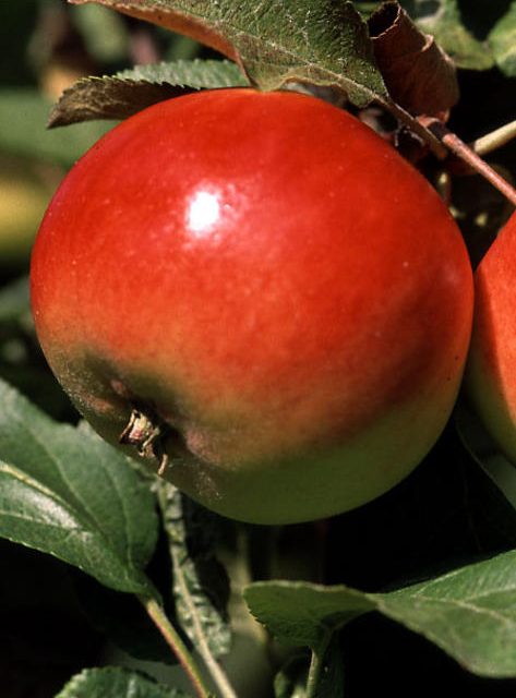 Omena päivässä – omasta puusta useita