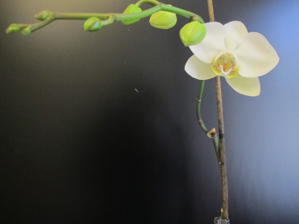 8.orkidea