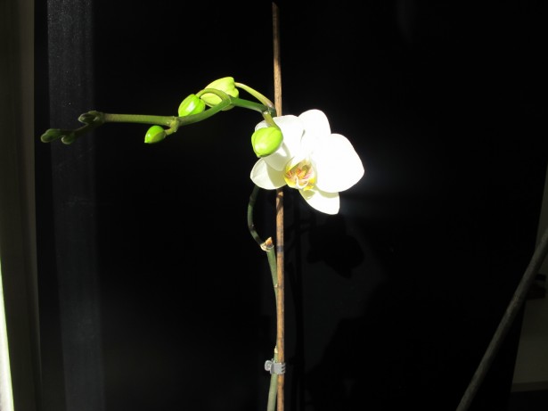 9.orkidea_tumma