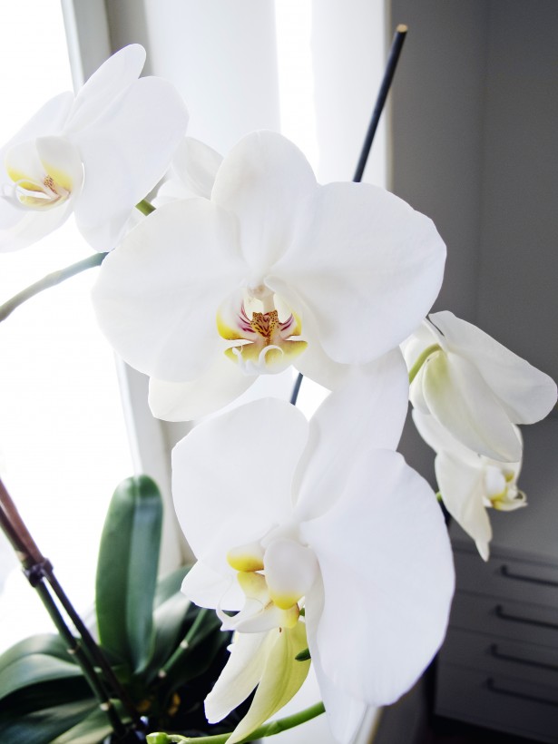 orkidea2 copy