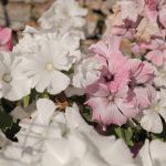 Malvat ja malvikit pihan koristajina