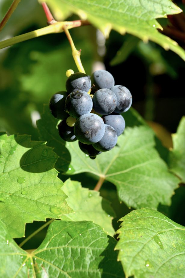 viinirypäle-vitis-nordica