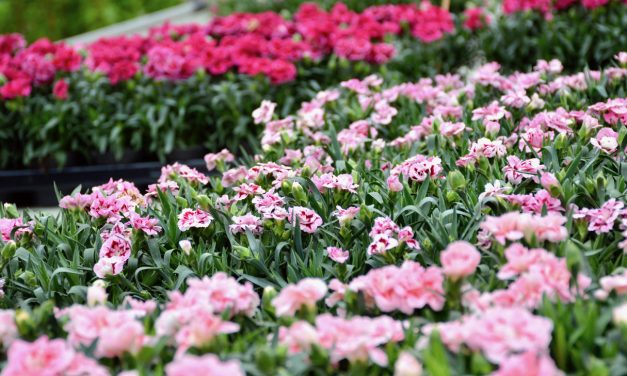 Tarhaneilikat – kesän ahkerat kukkijat