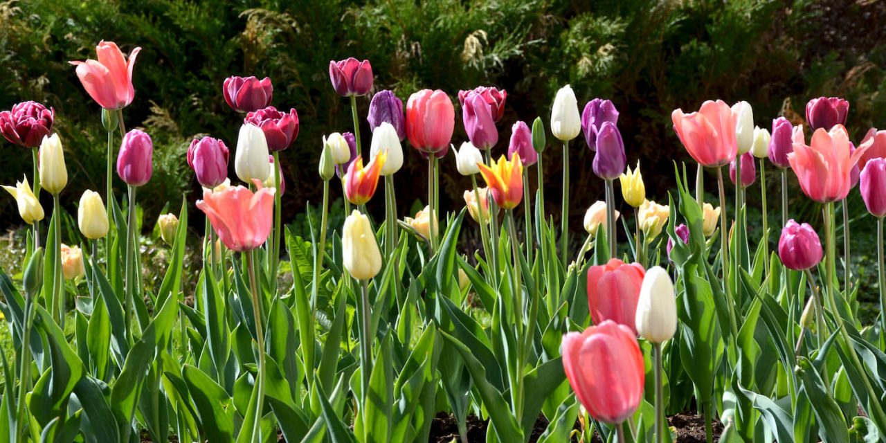 Syyssipulien istutus – kukkaloistoa kevääseen