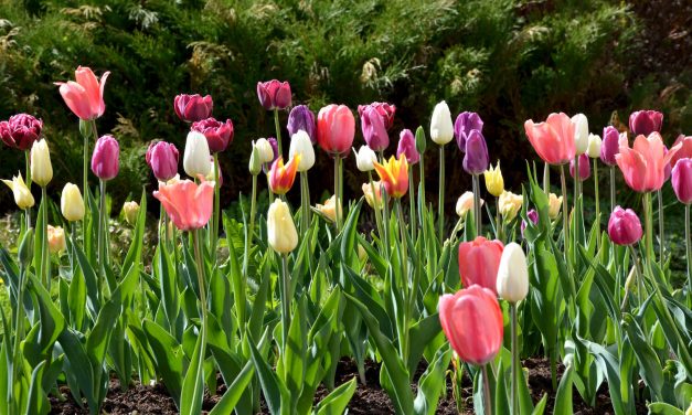 Syyssipulien istutus – kukkaloistoa kevääseen