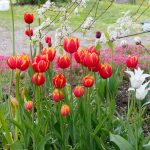 Tulppaanit – värikkäät katseenvangitsijat