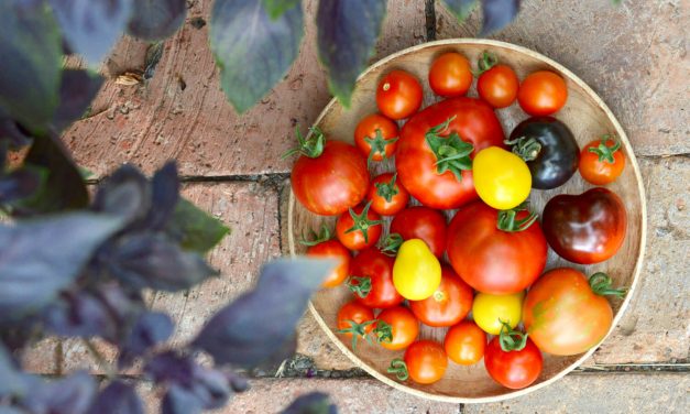 Vuoden vihannes 2022 on tomaatti
